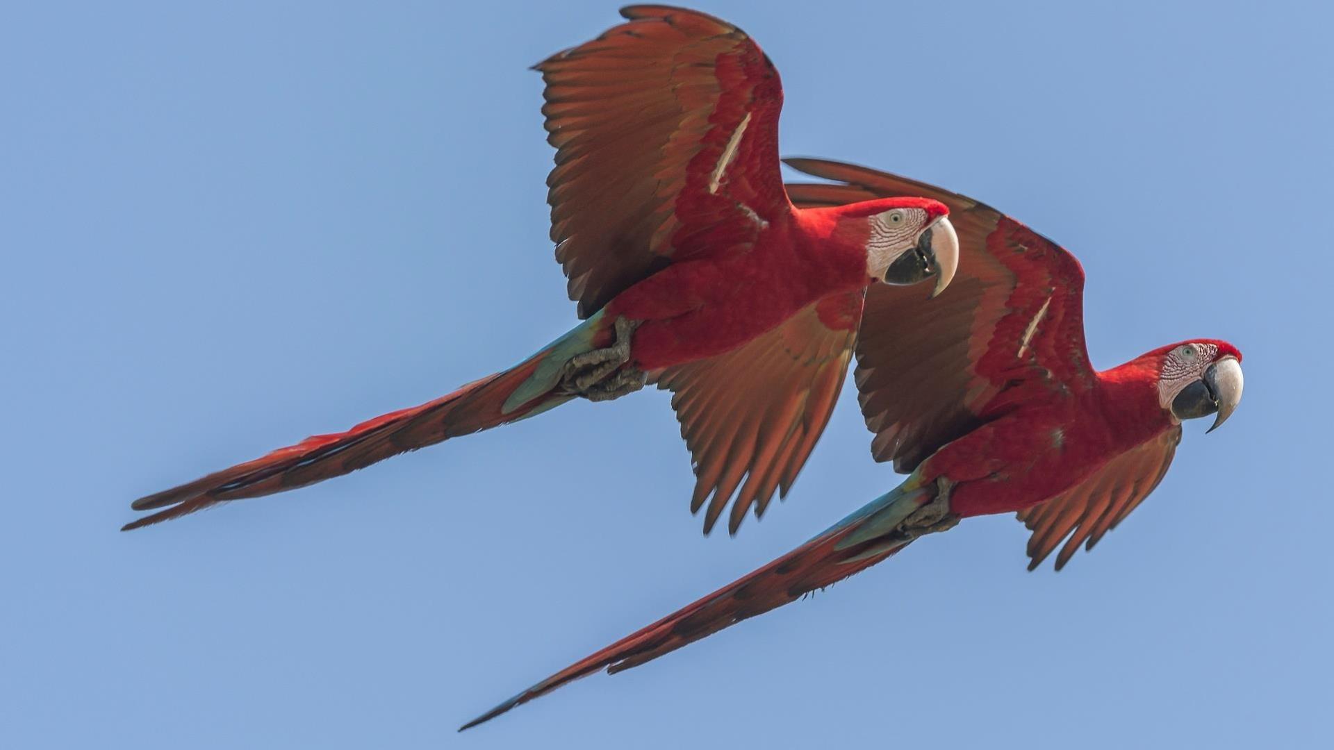 Brasilien Nord Pantanal: 6 Tage Reisebaustein - Naturparadies Pantanal: Zwei fliegende Aras