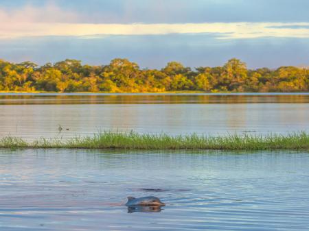 Delfin in traumhafter Kulisse des Amazonas-Regenwalds