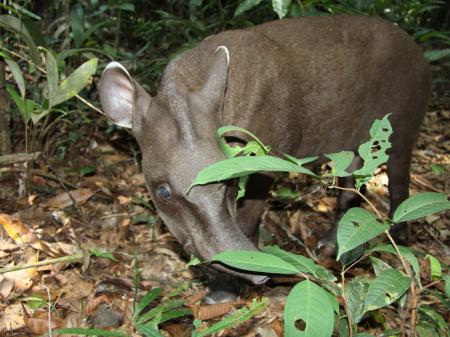 Neugieriger Tapir im Dschungel des Amazonas-Regenwald