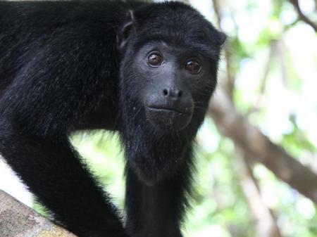 Affe im Amazonas-Regenwald