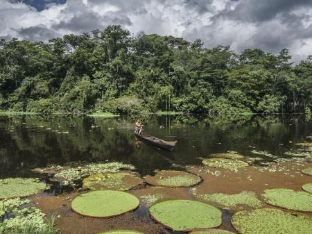 Kanu und Vitoria Seerosen im Amazonas-Regenwald