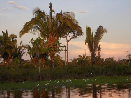 Vögel im Sonnenaufgang im Amazonas-Regenwald