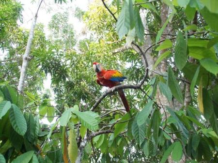 Ein bunter Ara im Grün des Regenwalds am Rio Negro