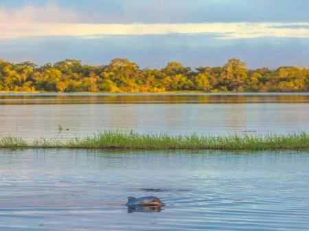 Rosa Flussdelfin im Rio Negro