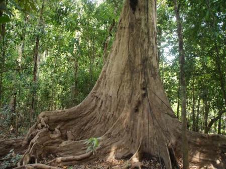 Beeindruckende Wurzel eines Baumriesens im Amazonas-Regenwald