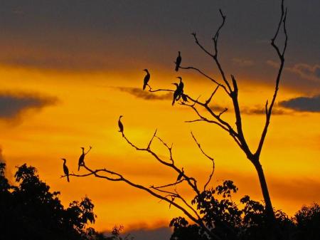 Vögel auf Baum bei Sonnenuntergang während Amazon Clipper Cruise