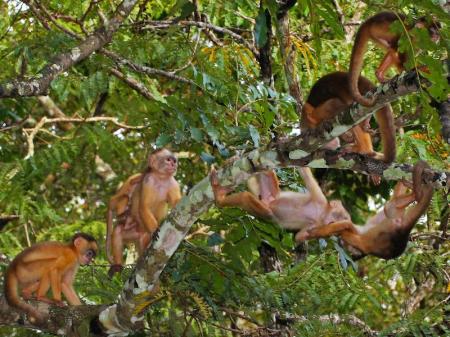 Affen im Baum während Amazon Clipper Schiffsexpedition 