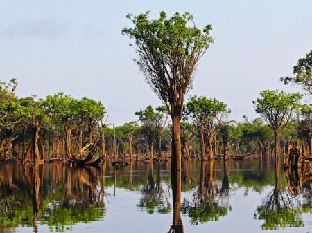 Bäume wachsen aus dem Wasser während Amazon Clipper Schiffsexpedition 