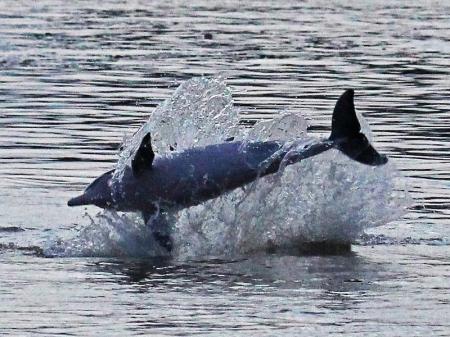 Delfin springt aus dem Wasser während Amazon Clipper Cruise