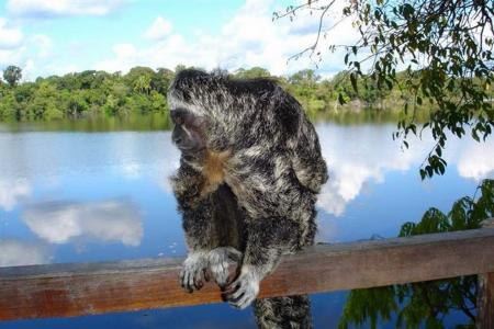 Juma Amazon Lodge: Affe auf Holzzaun