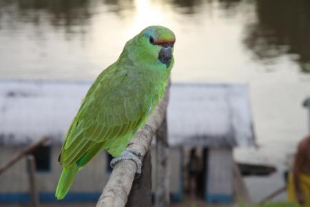 Bunter Papagei bei der Juma Amazonas Lodge