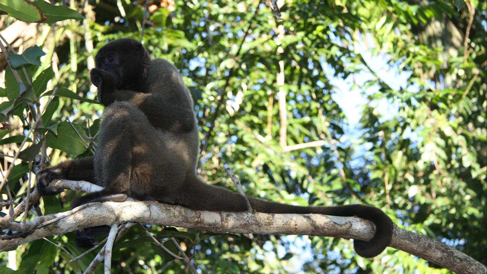 Brasilien Amazonas: 6 Tage Reisebaustein - Juma Amazon Lodge Uirapuru Paket