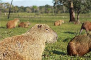 Brasilien_Bolivien_Paraguay_Erlebnisreise_Suedamerika_Capivara