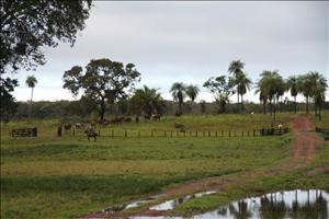 Brasilien_Bolivien_Paraguay_Erlebnisreise_Suedamerika_Pantanal