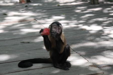 Affe isst ein Stückchen Wassermelone