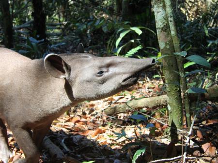 Neugieriger Tapir im Amazonas-Regenwald