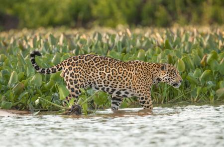 Ein Jaguar streift durch das Dickicht des Pantanals