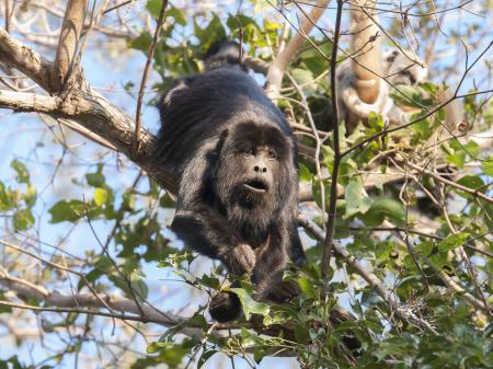 Affe in den Baumwipfeln im Pantanal