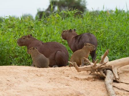 Capivara im Nord Pantanal