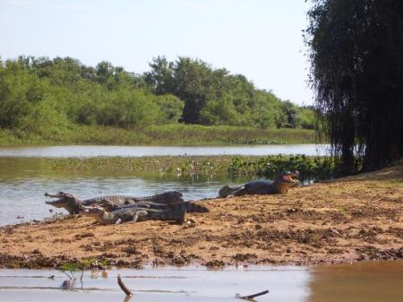 Krokodile im Nord Pantanal