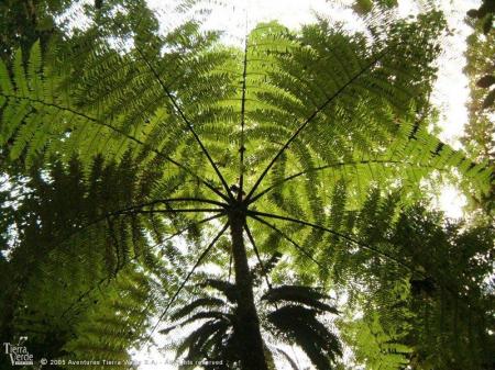 Erleben Sie die einmalige Natur des Regenwaldes auf einer Reise in Costa Rica