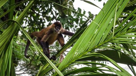 Erleben Sie die einmalige Flora und Fauna auf einer Reise nach Costa Rica