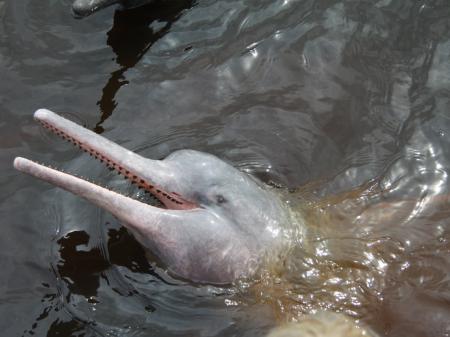 Ein neugieriger rosa Flussdelfin