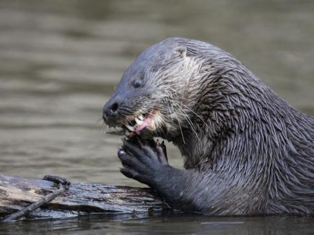 Riesenotter im Süd-Pantanal