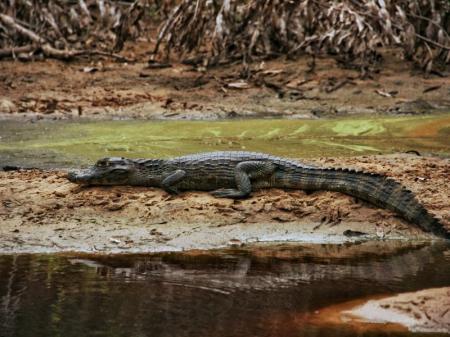 Ein Kaiman auf einer Sandbank im Pantanal, Brasilien 