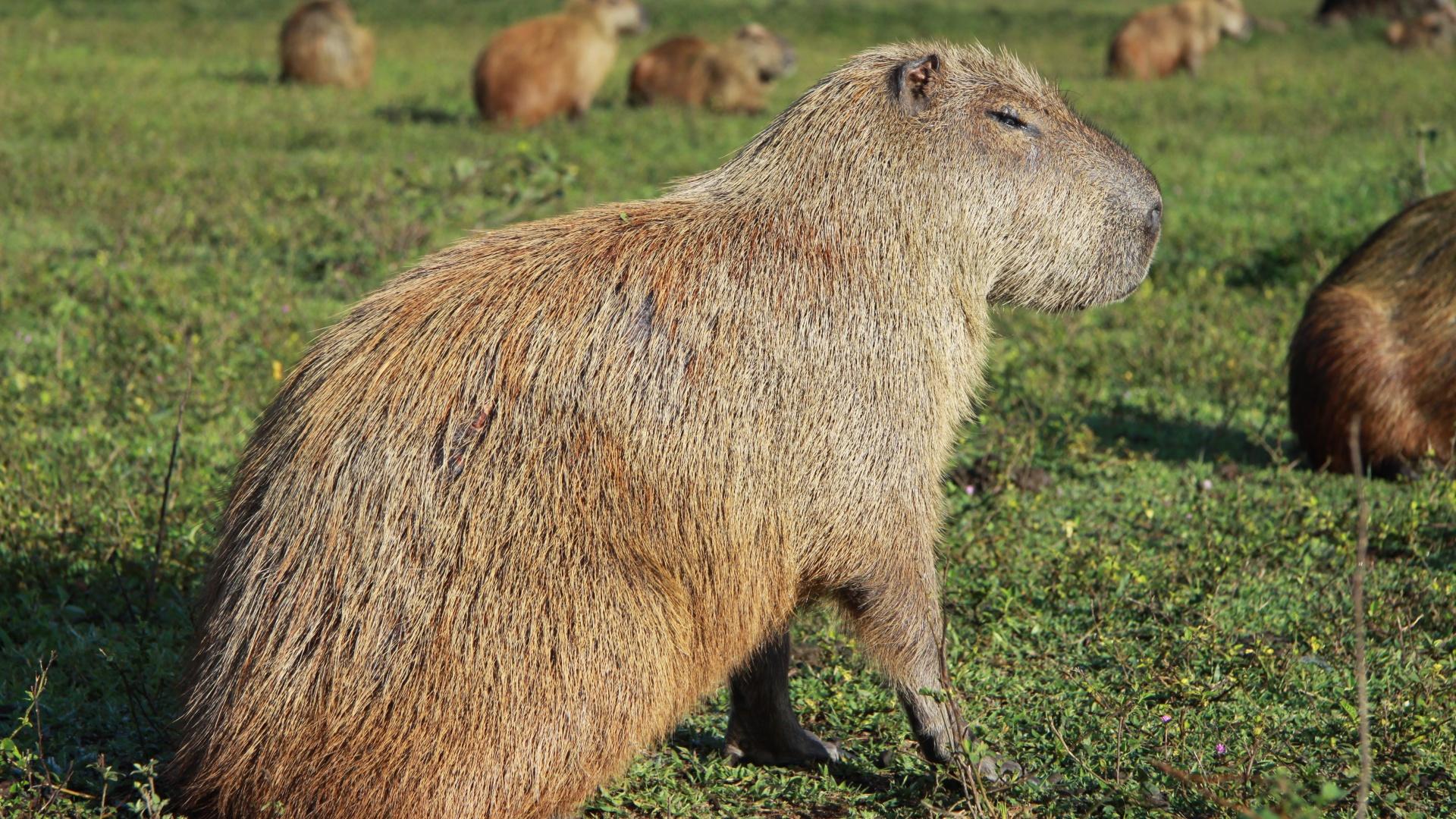 Brasilien Süd Pantanal: Ein Capivara sitzt in der Sonne