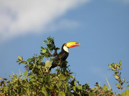 Ein Tukan im Baum im Süd-Pantanal