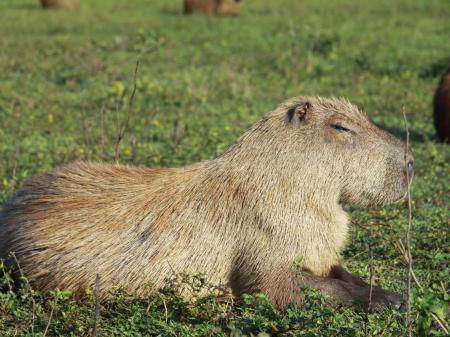 Ein Wasserschwein sonnt sich im Süd-Pantanal