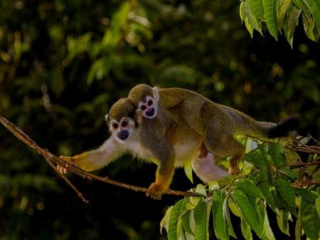 Affen in der Nähe der Uakari Lodge