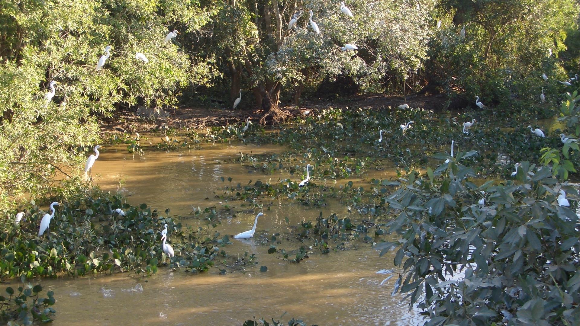 Brasilien Nord Pantanal: 4 Tage Reisebaustein - Pousada Rio Mutum Pantanal Eco Lodge naturnah erleben