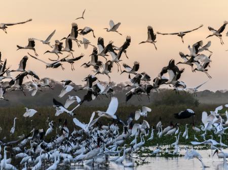 Wilde Reiher vor farbenintensivem Sonnenuntergang im Nord-Pantanal