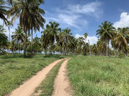 Feldweg gesäumt von Kokospalmen am Praia do Morro