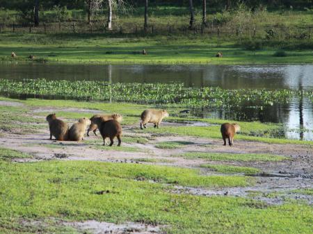 Eine Gruppe von Capivaras im Süd-Pantanal