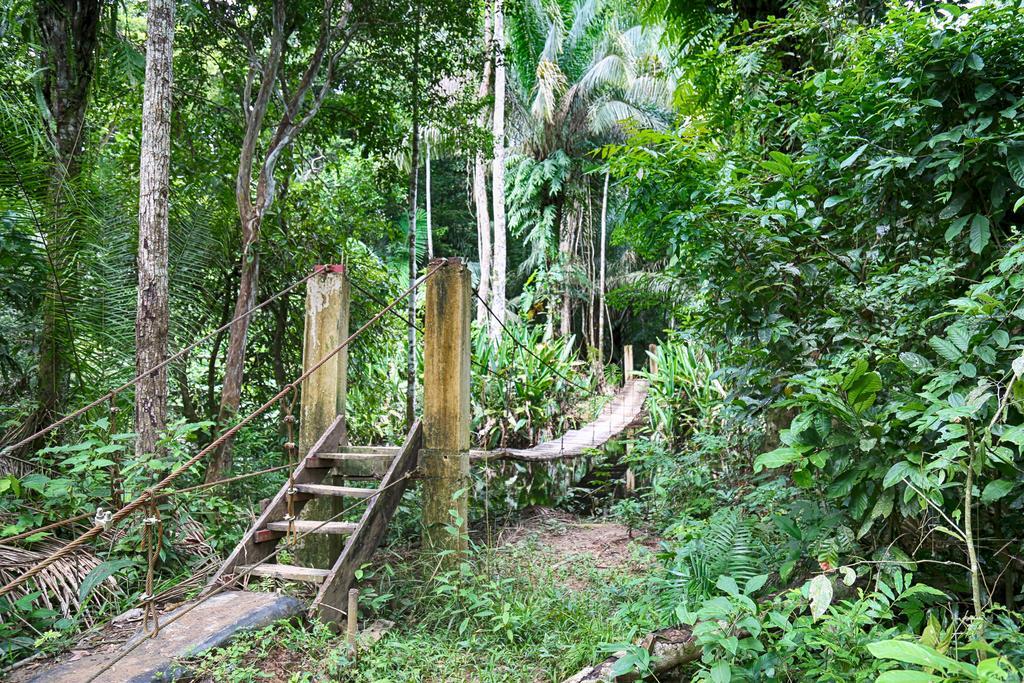 Entdecken Sie den dichten Amazonas Regenwald Perus in der Corto Maltes Amazonia Lodge