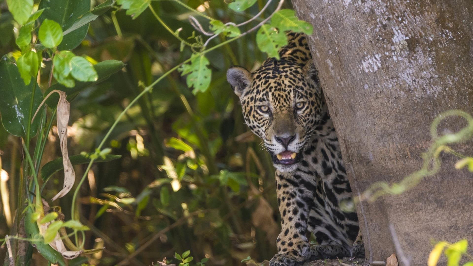 Brasilienreise: 6 Tage Reisebaustein - Jaguar Safari im Pantanal