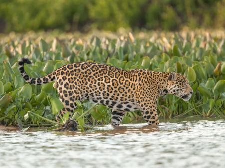 Ein Jaguar am Flussufer im Pantanal