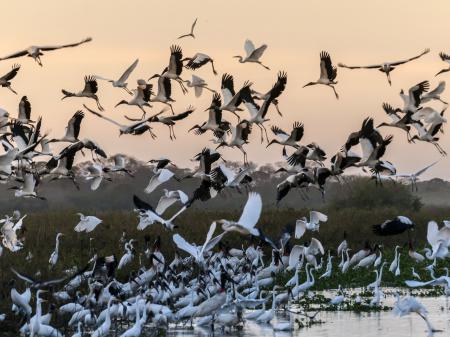 Wilde Reiher im Nord-Pantanal