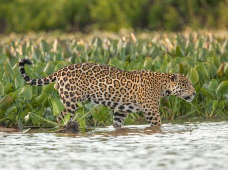 Ein Jaguar streift durch das Nord-Pantanal