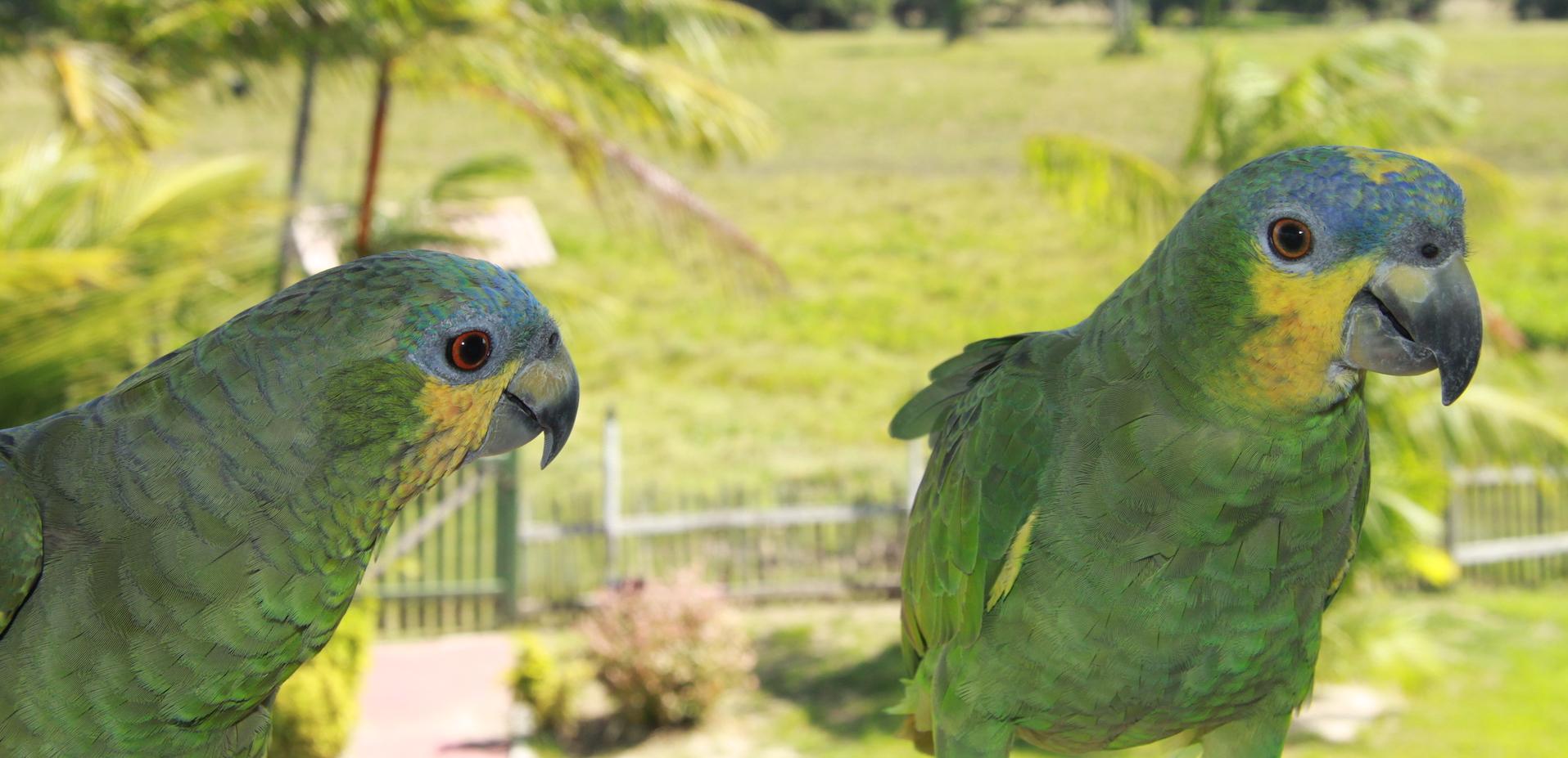 Papagaien auf der Fazenda Sanjo, Ilha de Marajo - Brasilien