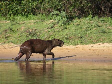 Ein Capivara im Süd-Pantanal