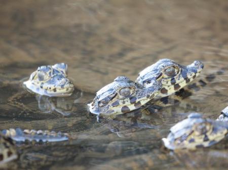 Kleine Kaimane im Süd-Pantanal