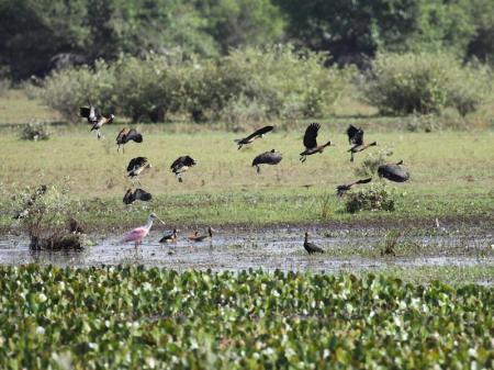 Vögel im Pantanal