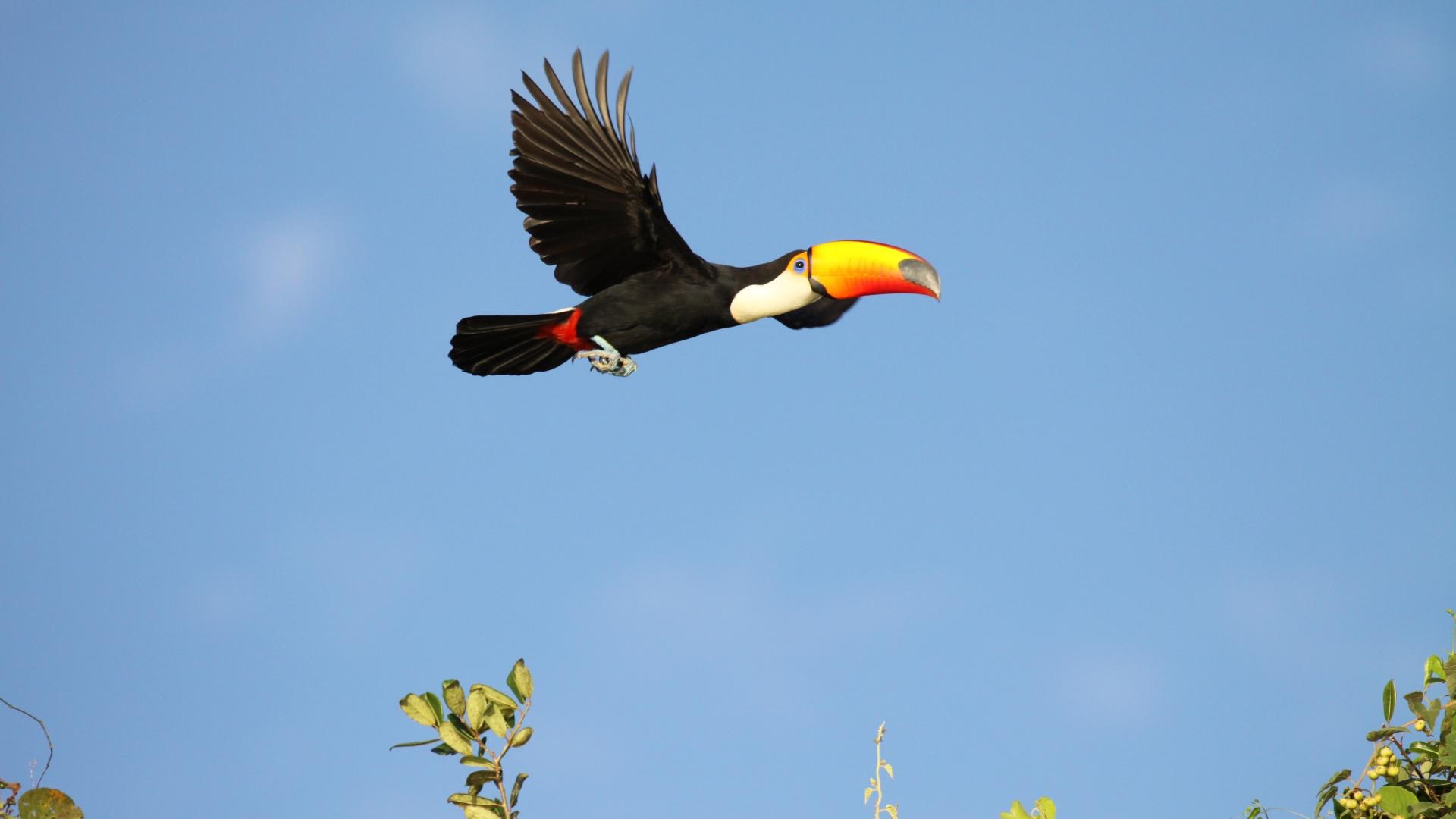 Ein Tukan um Flug im Süd-Pantanal
