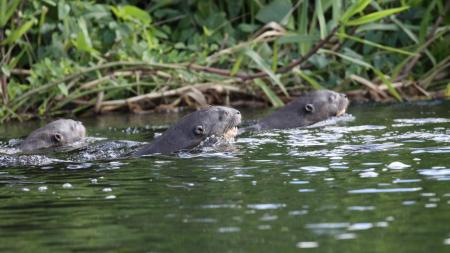 Junge Riesenotter beim Schwimmen im Süd-Pantanal