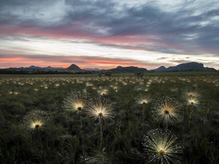 In der Dämmerung leuchtende Pflanzen auf einer Ebene in der Chapada dos Veadeiros