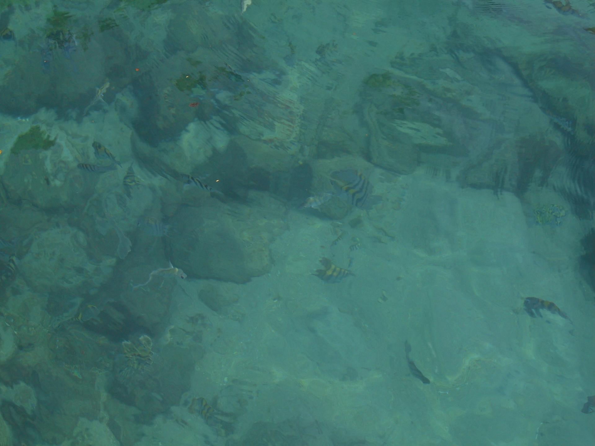 Tagestour: Bootsfahrt zur Lagoa Verde und Lagoa Azul Fische im Wasser